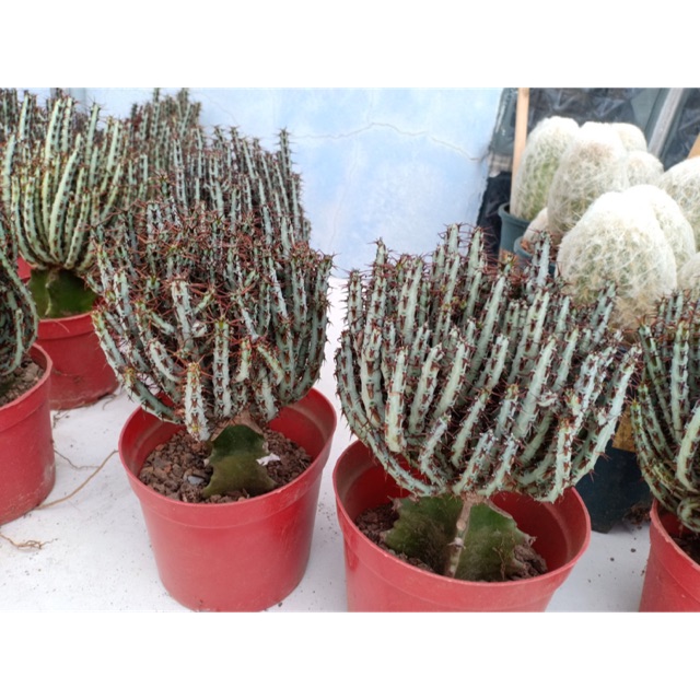 XƯƠNG RỒNG XƯƠNG CÁ