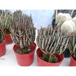 XƯƠNG RỒNG XƯƠNG CÁ