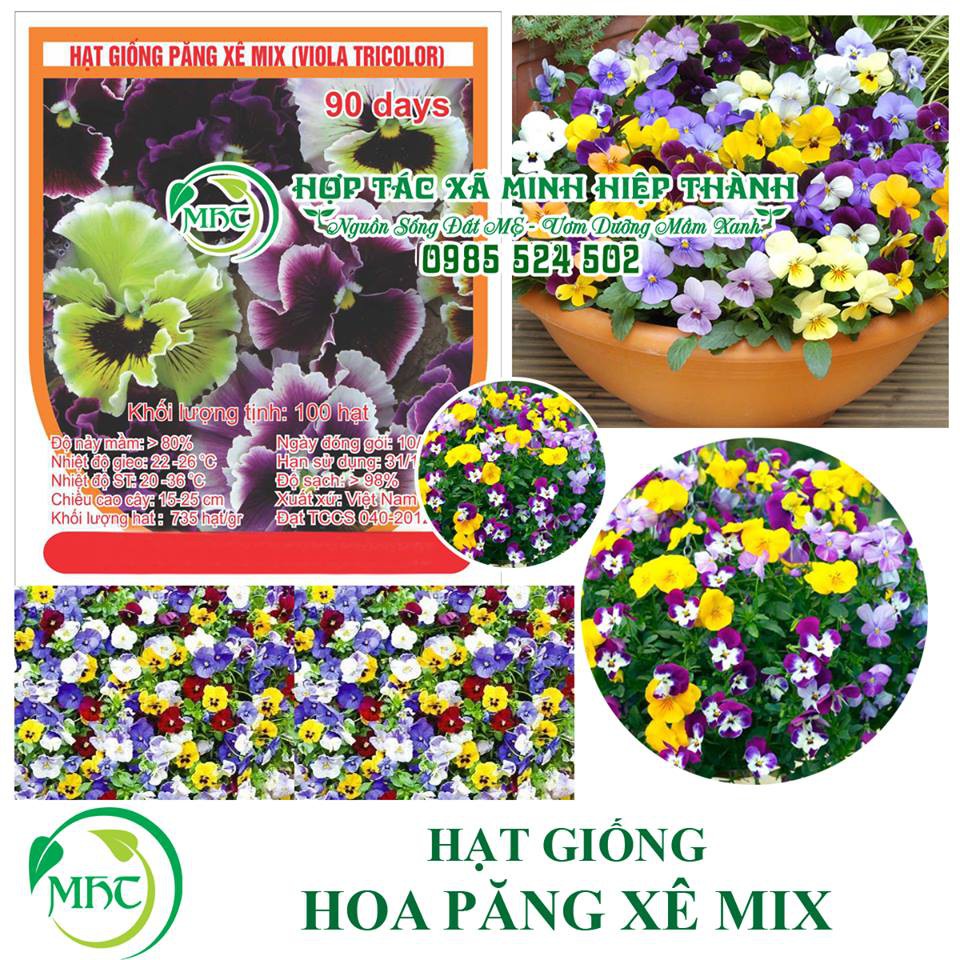 Hạt giống hoa păng xê mix