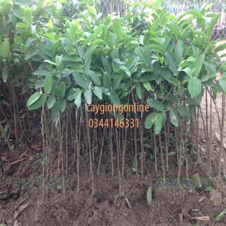 Cây ổi găng ngọt