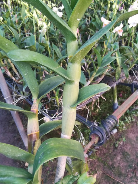 Hoa Lan Denro màu trắng hồng cây đang nụ