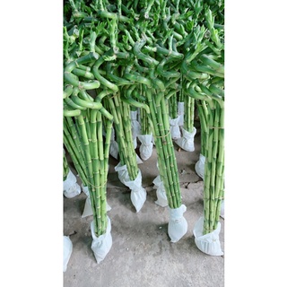 Phát Tài Xoắn 10 cây