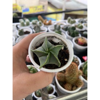 XƯƠNG RỒNG ASTRO SAO ĐẦU XANH