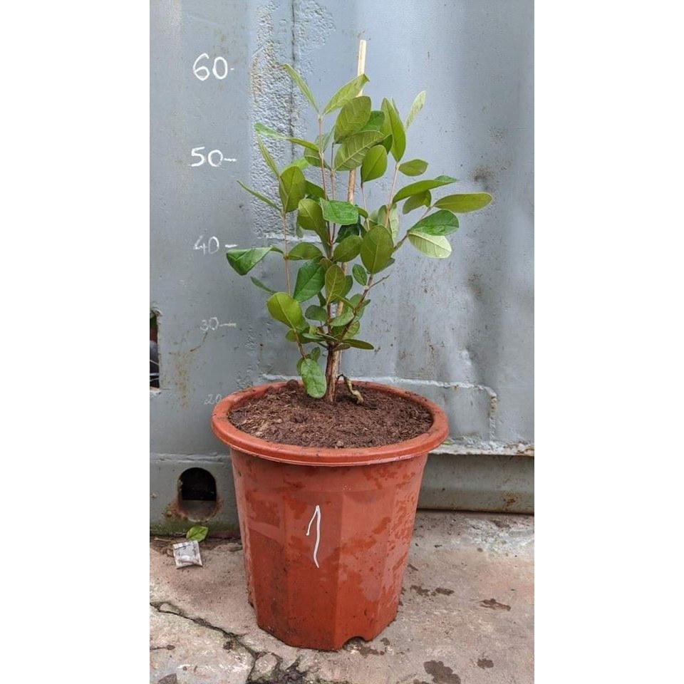 Ổi dứa cây giống