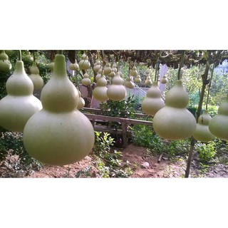 Hạt Giống Bầu Hồ Lô