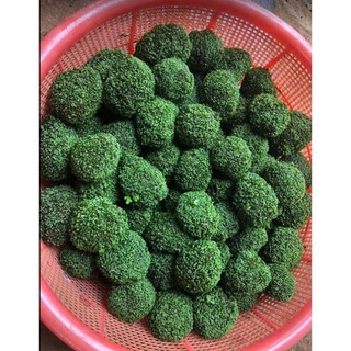 RÊU MINIFISH BÁM ĐÁ [ Trang Trí Thủy Sinh ]