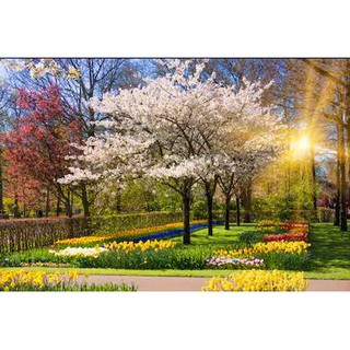 Tranh dán tường Tranh hoa tulip dưới ánh nắng ban mai, tranh dán tường 3d hiện đại (tích hợp sẵn keo)