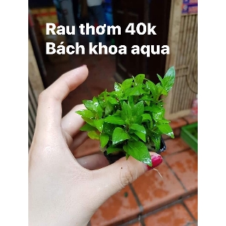Cây thủy sinh - Cây rau thơm BKA