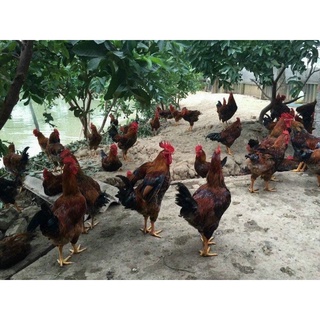 Gà Ta Thả Vườn