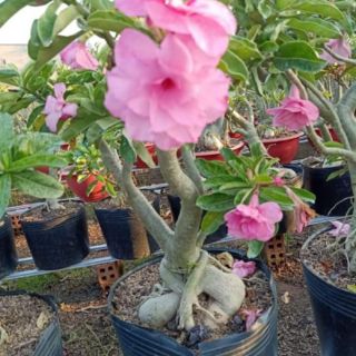 Cây 🌲 Sứ Kỳ Duyên...(2 năm tuổi) đang hoa