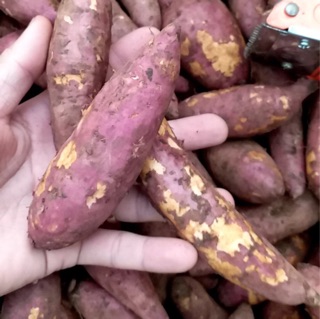 Khoai lang mật Tà Nung Lâm Đồng