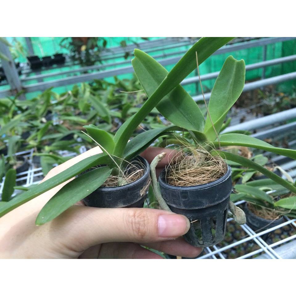 Hoa lan giống ngọc điểm mầu cam
