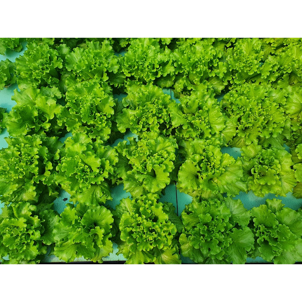 Xốp XPS trồng rau thủy canh Aquaponics tại nhà, dài 1200 mm, rộng 600 mm, dày 50 mm