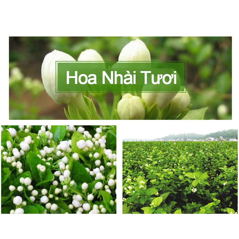 Trà Hoa Nhài (Hoa Lài) 50gr Nụ Hoa Nhài Sấy Khô Nguyên Bông (Nụ To, Trắng, Sạch, Thơm)