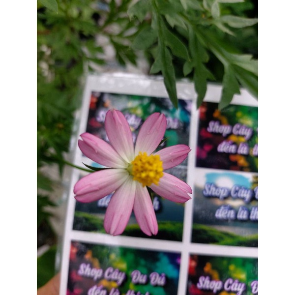 Hạt giống rau nhái rừng - rau ăn bánh tráng