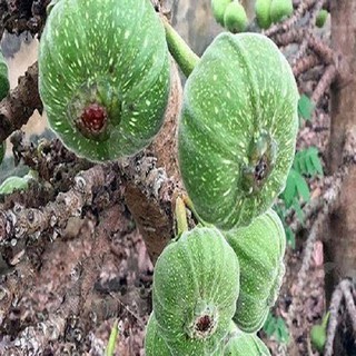 Cây vả giống