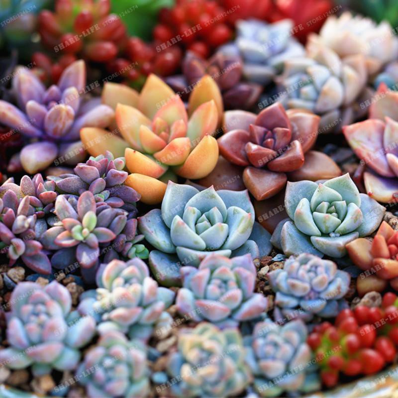 Hạt giống sen đá mix