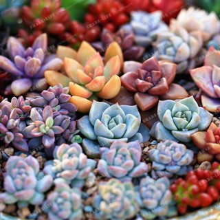 Hạt giống sen đá mix