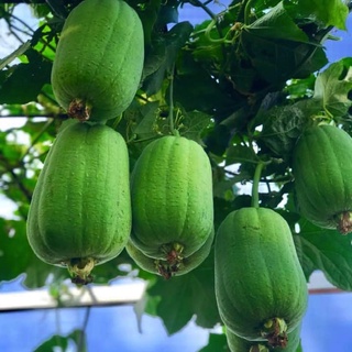 [Hạt giống Đài Loan] Gói 5 hạt giống mướp ngọt Đài Loan Seven Star tỷ lệ nảy mầm 95%