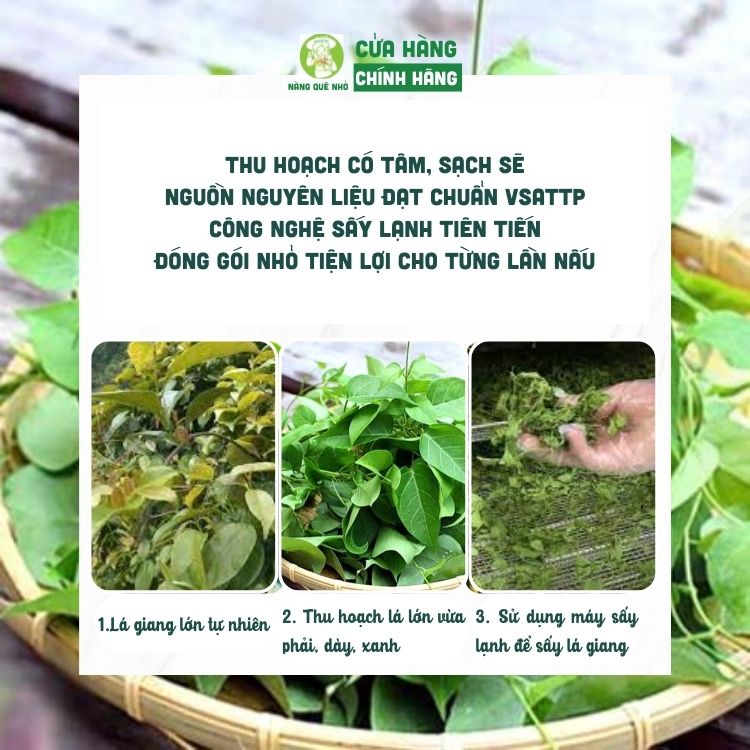 Lá Giang Khô Sấy Lạnh Canh Gà Lá Giang Canh Chua Lá Lồm Vị Chua Thanh Ăn Ngon Miệng The Moshav Farm 15gr