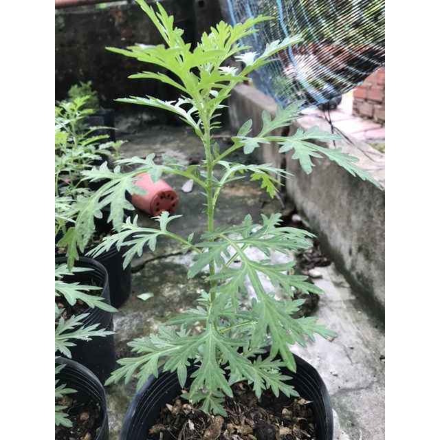 ☘️ CÂY NGẢI CỨU 🌻