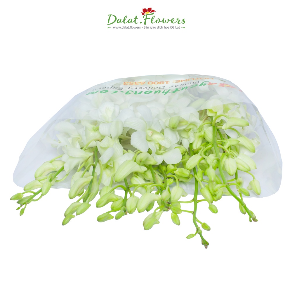 Lan Thái Trắng  - Hoa tươi cắm trang trí nhà cửa, văn phòng