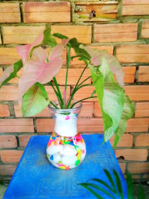 Trầu bà lá hồng thủy canh