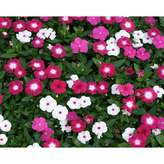 SMN Hạt giống hoa Dừa cạn rủ mix