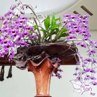 Hoa phong lan - ki trầm rừng myanmar