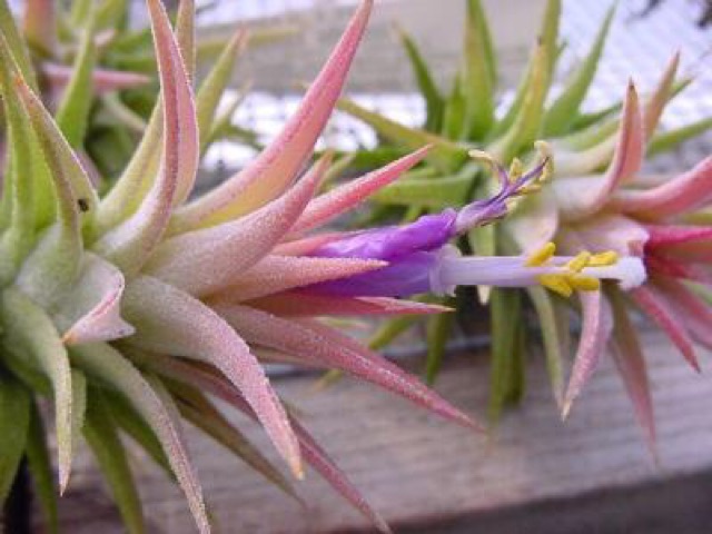 Cây không khí Tillandsia vanhyningii