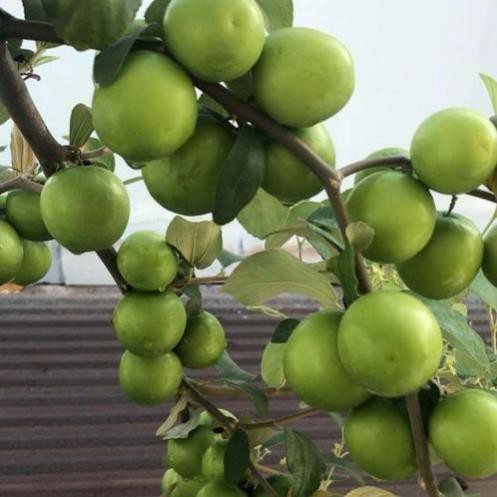 Cây Táo Xanh Giống Thái Siêu QUẢ F1-GIỐNG QUẢ TO, CÂY TO ,SIÊU QUẢ + Tặng 01 cây dâu da đất