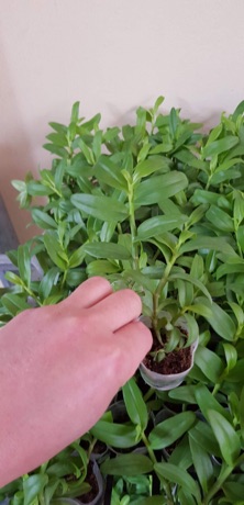 Dã hạc lưỡi bệt cánh ám trắng