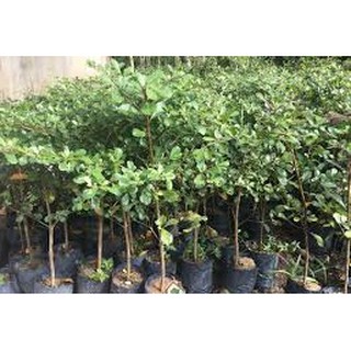 CÂY BÀNG ĐÀI LOAN CAO TỪ 25-40 CM ( LÁ BÀNG NHỎ )