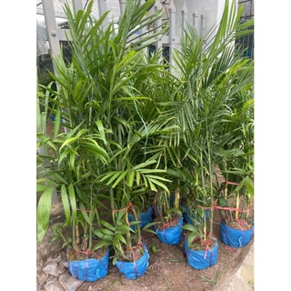 Giống Cau Hawai