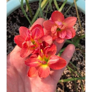 Củ hoa huệ mưa kép ngoại Maddam Butterfly chuẩn mặt hoa