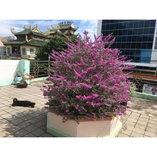 Cây 🌲 Tuyết Sơn 1m2