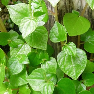 Hạt Giống Rau Càng Cua (gói 0.5g)