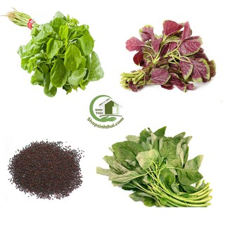 Hạt Giống Rau Dền