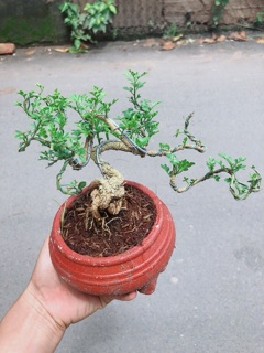 Chậu Cần Thăng