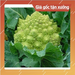 [ Hạt Giống Xịn ]  Hạt Giống Súp Lơ San Hô - 200 hạt