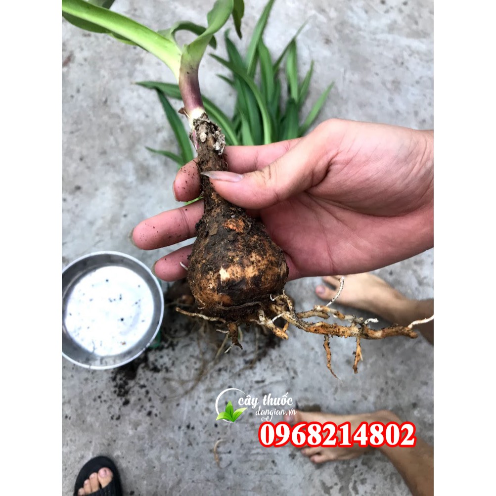 Củ Giống Trinh Nữ Hoàng Cung chuẩn 100%