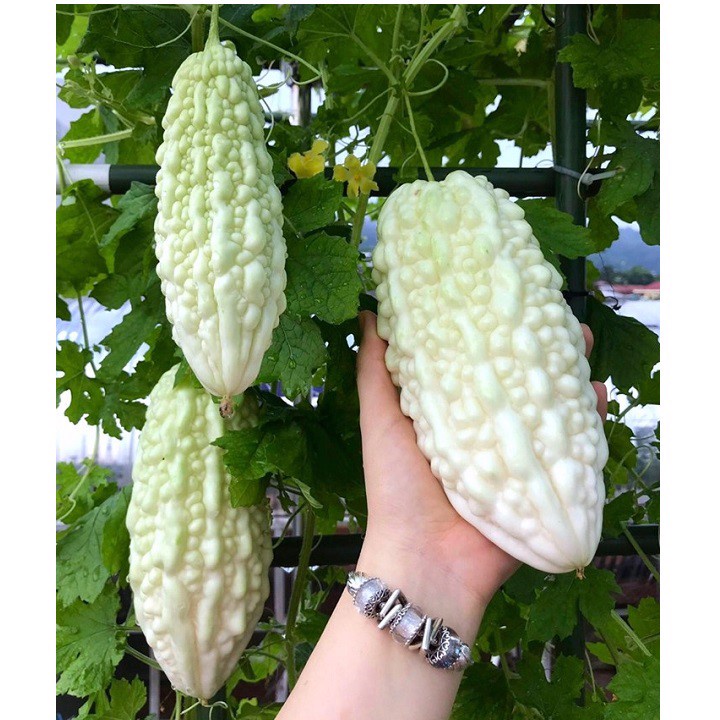 2Gram Hạt Giống Mướp Đắng Trắng Nhật Năng Suất Cao, Nhanh Thu Hoạch, Giòn Ngon