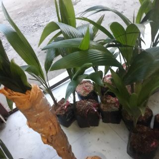 Com bo 5dừa mã lai đỏ