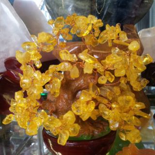 Cây Tài Lộc T.A Vàng