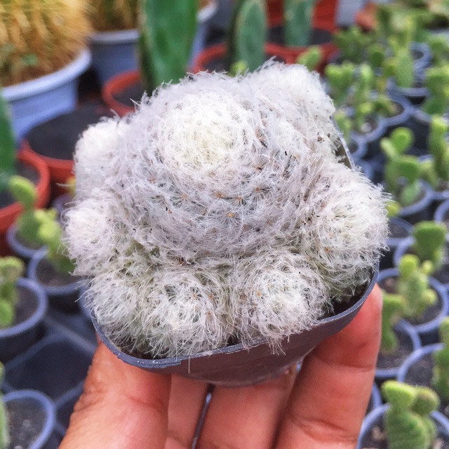 Xương Rồng Bông Gòn