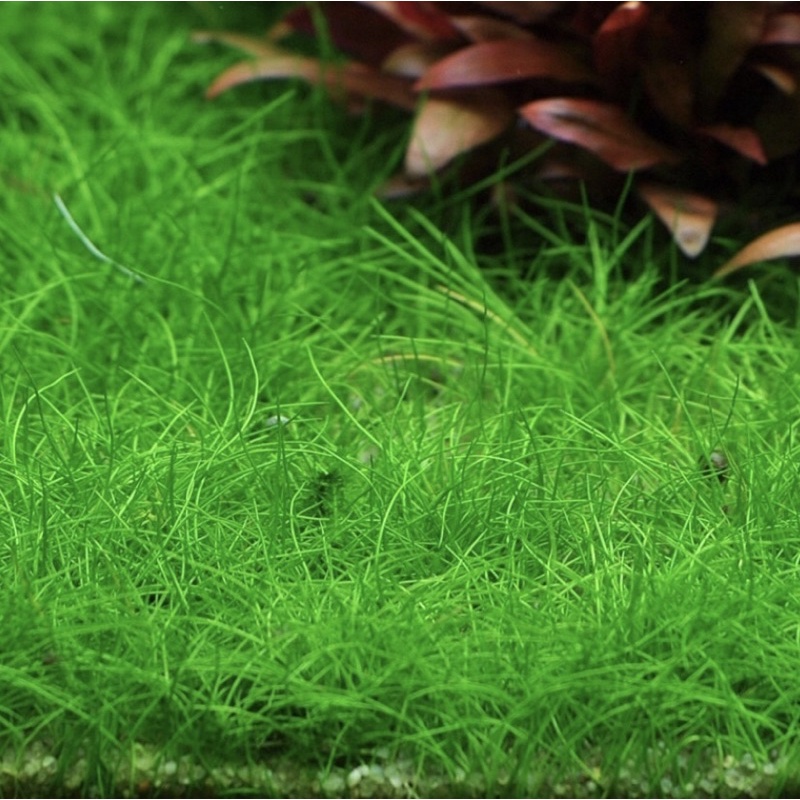 Eleocharis Acicularis - Cây Ngưu Mao Chiên Lùn/Cao - Cây Thuỷ Sinh Bò Nền