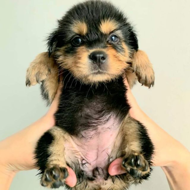 Fepril - Lingerie & Sleepwear