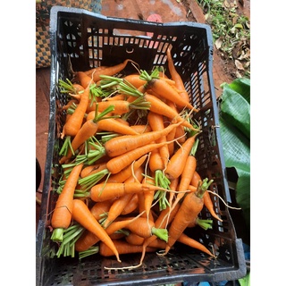 Cà rốt hữu cơ