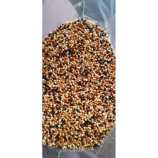 hạt cỏ thái lan dành cho chim cu ăn (2ki : 100k)