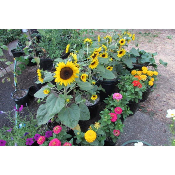 Hạt giống hướng dương lùn nhiều bông - 50 hạt